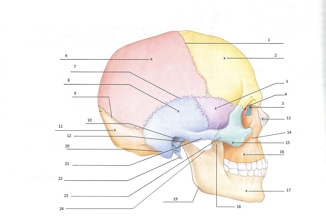 Skull Quiz